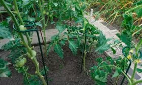 Формирование и подвязка