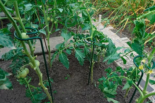 Формирование и подвязка