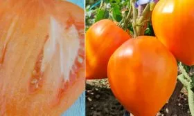 Выращивание и уход