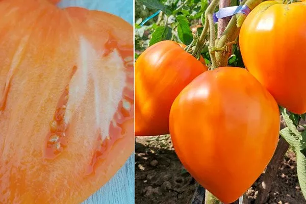 Выращивание и уход