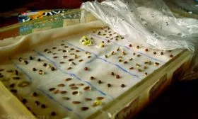 Подготовка семян