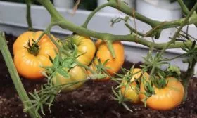 Тонкости подвязки