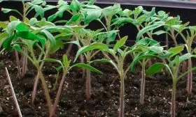 Выращивание и уход