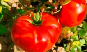 Селекция и регионы для выращивания