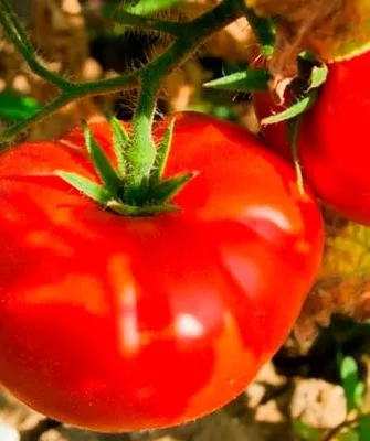 Селекция и регионы для выращивания