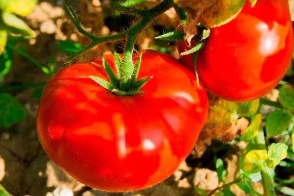 Селекция и регионы для выращивания