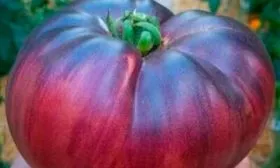 Селекция, внешний вид растения и плодов