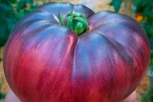 Селекция, внешний вид растения и плодов