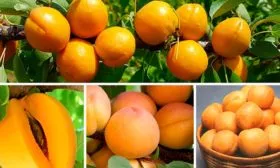 Представление о сливе