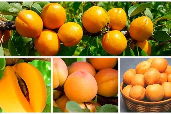 Представление о сливе