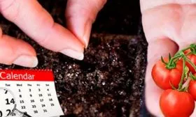 Схема посева