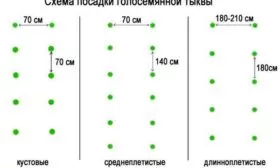 Схема посева в грунт