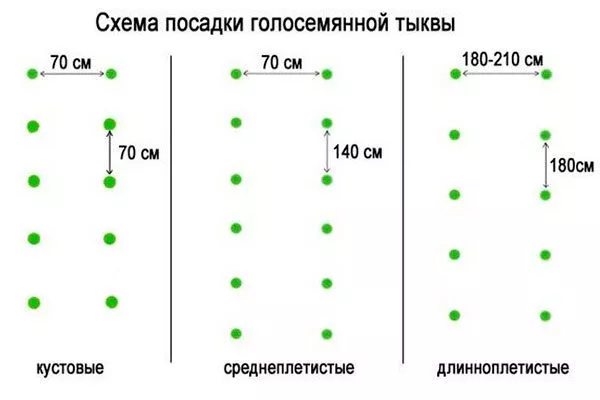 Схема посева в грунт