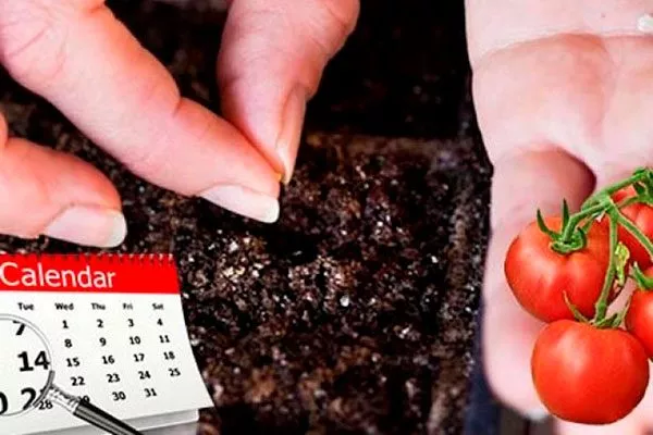 Схема посева