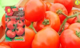 Описание кустов и плодов2