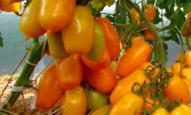 Описание куста и плодов