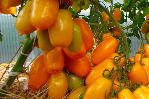 Описание куста и плодов