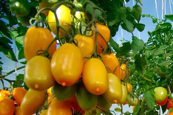 Сбор урожая