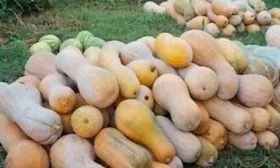 Сбор и хранение урожая