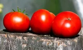 Созревание и плодоношение, продуктивность