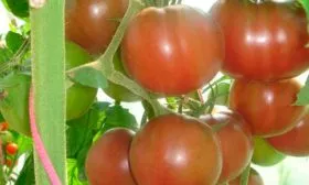 Созревание и плодоношение, продуктивность