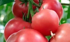 помидор сорта Спартанец