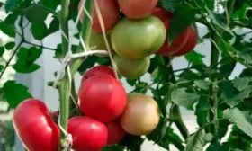 томат Спартанец