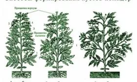 Формирование куста и пасынкование