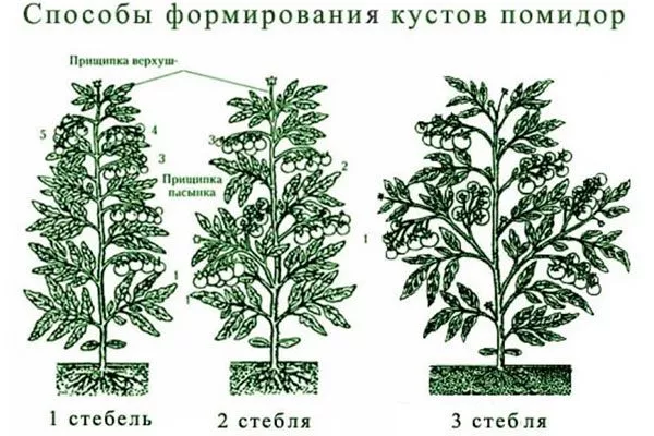 Формирование куста и пасынкование