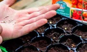 сроки посева и посадки