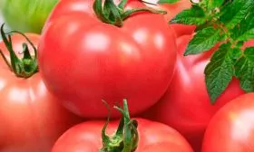 Стойкость к неблагоприятным погодным условиям, регионы