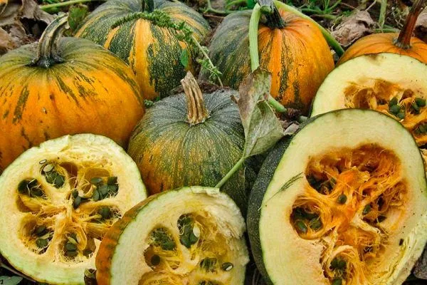 Сбор урожая