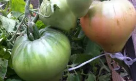 Основные характеристики