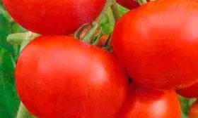 Tomat-aleshka-f1