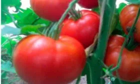 Основные характеристики2