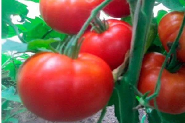 Основные характеристики2