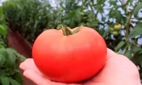 Назначение и вкусовые качества