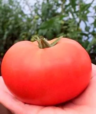 Назначение и вкусовые качества