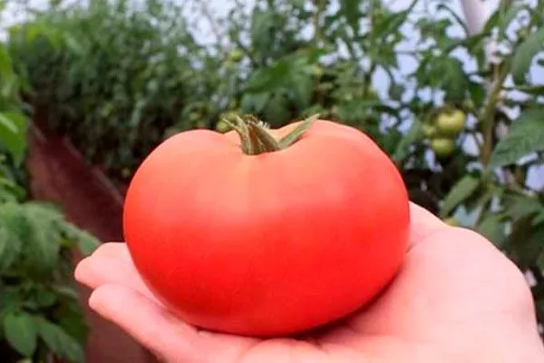 Назначение и вкусовые качества