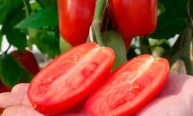 Томат Фестиваль F1