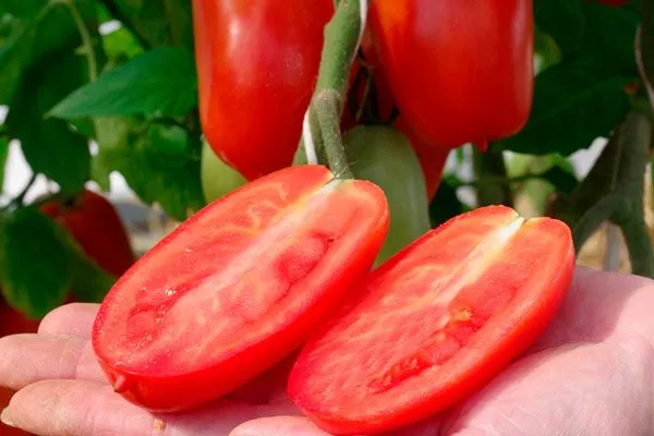 Томат Фестиваль F1