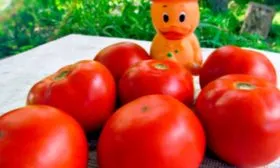 томат Карапуз