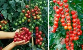 Урожайность