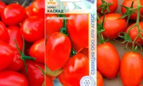 Томат Каскад1