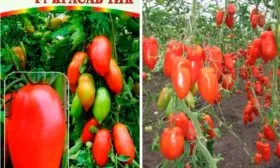 tomat-krasavchik-4