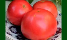 томат-Первоклашка