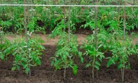 Формирование и подвязка