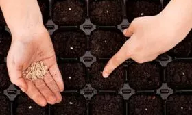 Посев семян