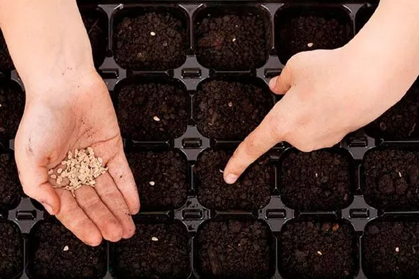 Посев семян