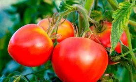 Описание плодов